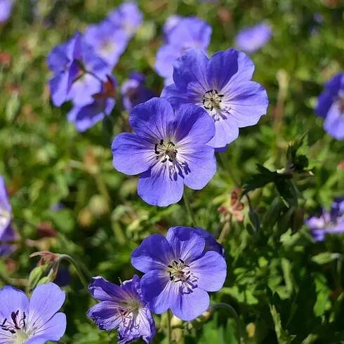 blue_flowers_geranium_rozanne_rozanne_cranesbill_plant_by_number