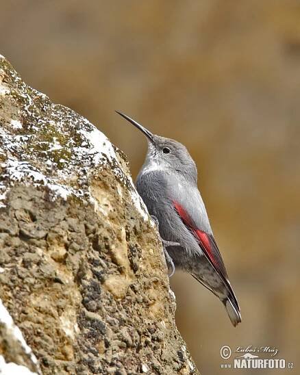 Zedníček skalní | Naturfoto.cz