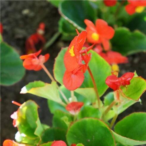Begonie Heaven Red F1 – Voskovka – Begonia semperflorens – osivo begonie