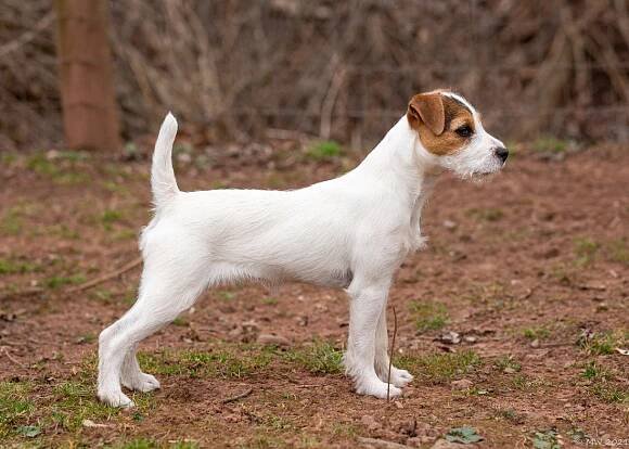 Little Eden Chive - Little Eden Jack Russell Terriers