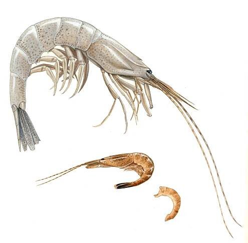 Sandgarnele