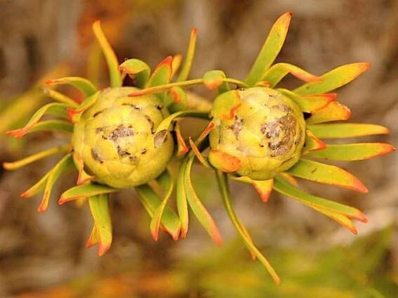 Leucadendron salignum