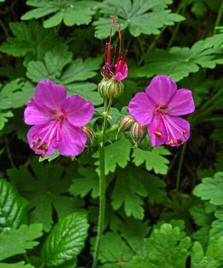 Kakost oddenkatý (Geranium macrorrhizum), květy, květenství
