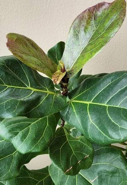 Fiddle Leaf Fig Watering Demystified: Overwatering, Underwatering, or Just Right? 5