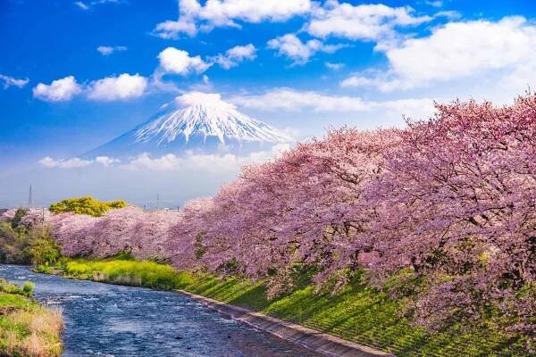 Hanami (Sakura Festival): Kompletní průvodce pro návštěvníky | Japonsko dovolená 2025