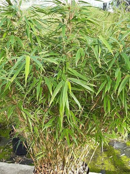 Fargesia Rufa – B-Plant