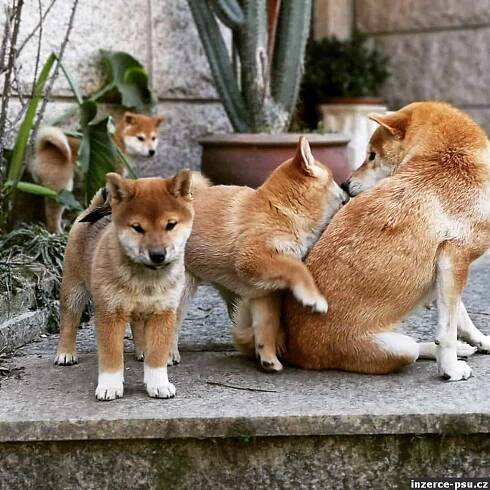 Shiba Inu, štěňata na prodej