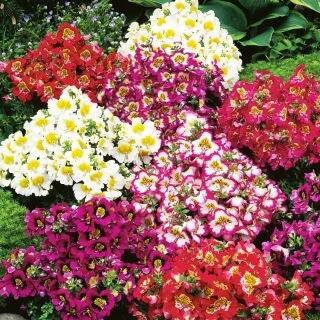 Klanokvět - Schizanthus wisetonensis - Jemné květy pro zářivé obruby - Čerstvá semena