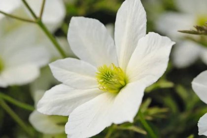 Best early-flowering clematis: expert's choice - Gardens Illustrated