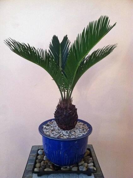 are bonsai trees poisonous to dogs _sago palm