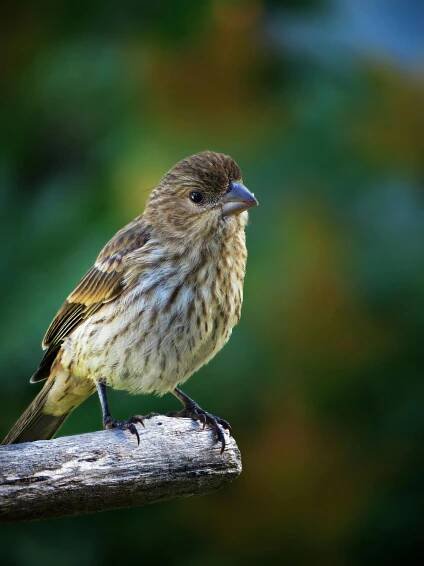 Pine Siskin