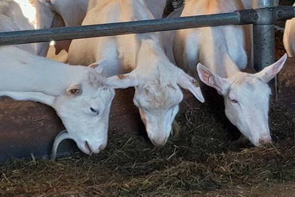 Kozí farma Pěnčín foto 1