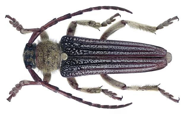 Mallosia armeniaca