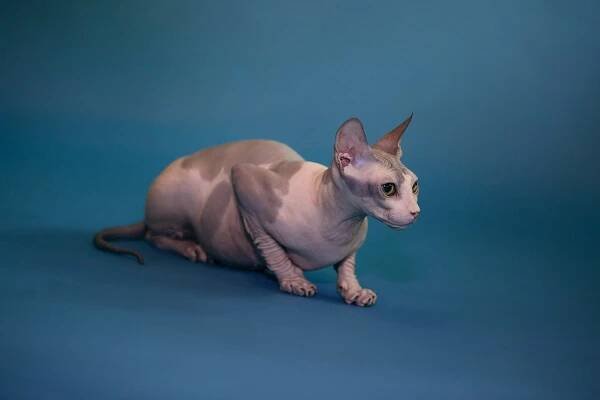Nika kočka plemene Donský Sphynx