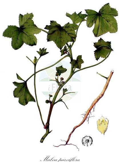 Malva parviflora - Malvaceae,Plantae,Pteridobiotina,Angiosperms,Malvales,Malvaceae,Malva,Malva parviflora,Althaea parviflora, Malva rotundifolia subsp. parviflora,Kleinblütige Malve;least mallow;small-flowered mallow;mauve parviflore;Mauve à petites fleurs;mauve à petits fruits;malva de flor pequena;hierba de queso;malva grande;malva de flor pequeña;malva de flor menuda;malva de flor chica;malva menor;Malva minore;malva selvatica;vanlig sårläka;kleinbloemkaasjeskruid;kleinbloemig kaasjeskruid;malva-de-cheiro;malva-pequena;malva-de-flor-pequena;mülkek;mullagë;malva de flor petita;sitnocvjetni sljez;kvarnkattost;usagiaoi;ウサギアオイ;mályva;sléz malokvětý;slez;chelmit ketannat-perachim;חֶלְמִית קְטַנַּת-פְּרָחִים;khobbiza