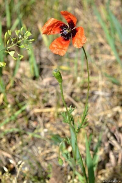 Mák polní (Papaver argemone)