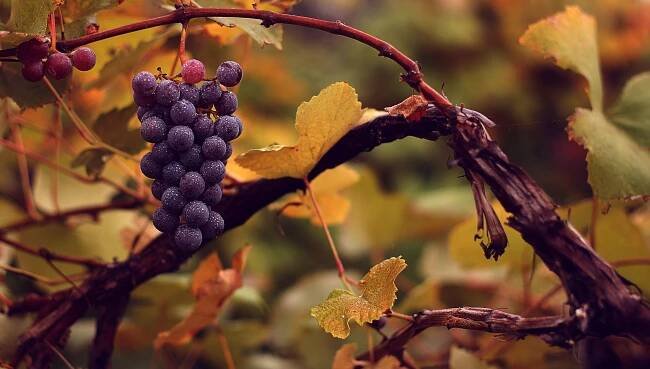File:Edle Weinrebe, 'Vitis vinifera' subsp. 'vinifera.jpg - Wikimedia Commons