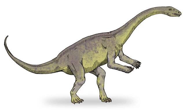 Massospondylidae