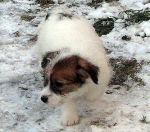 Jack Russell teriér