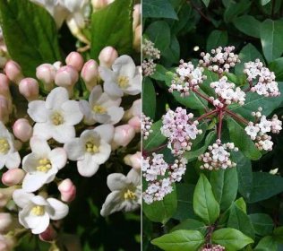 Viburnums - Beautiful Flowering Shrubs loved by wildlife
