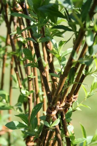 Jolies lignes au jardin – Vanabelle – Artisan vannier – Isabelle Bréant