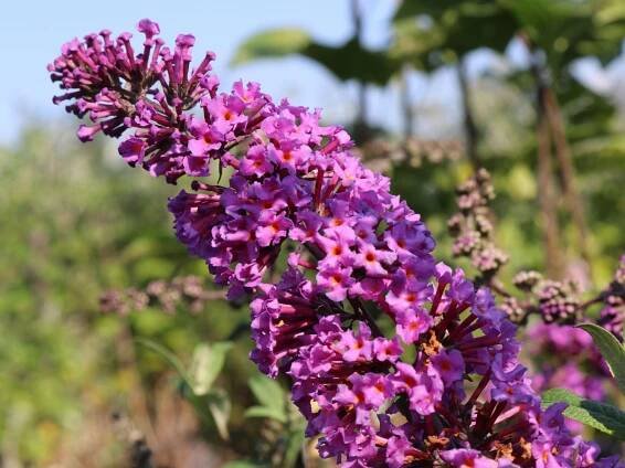 Komule Davidova 'Border Beauty' - Zahradní centrum 