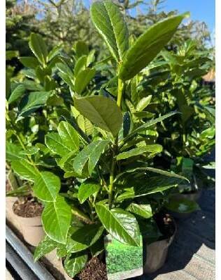 Bobkovišeň Novita 40-50 cm (Prunus laur. Novita)