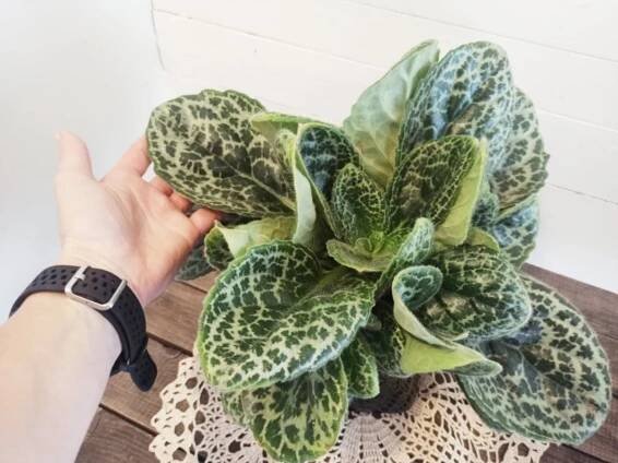Streptocarpus 'Pretty Turtle': Kompletní průvodce péčí, kvetením a charakteristikami