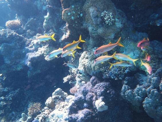 About Sataya Reef - Al Thuraya Red Sea