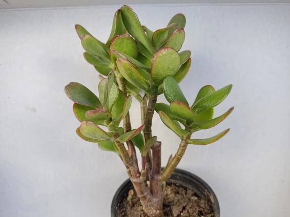 Crassula ovata