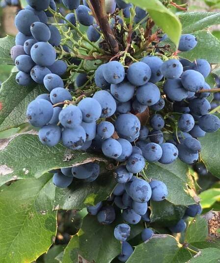 MAHONIA AQUIFOLIUM – mahonie cesmínolistá – Tropik.cz