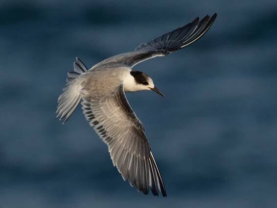 Immature (hirundo/tibetana) - ML170310991