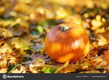 velké dýně na podzimní listí 164496710
