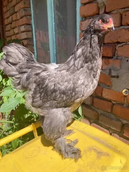 Kohouti brahmánka modrá, černá | iFauna.cz