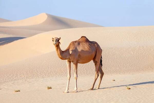 Camel in a desert in United Arab Emirates