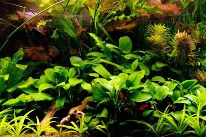 Anubias Nana: The Full Guide To Caring, Planting and Propagation