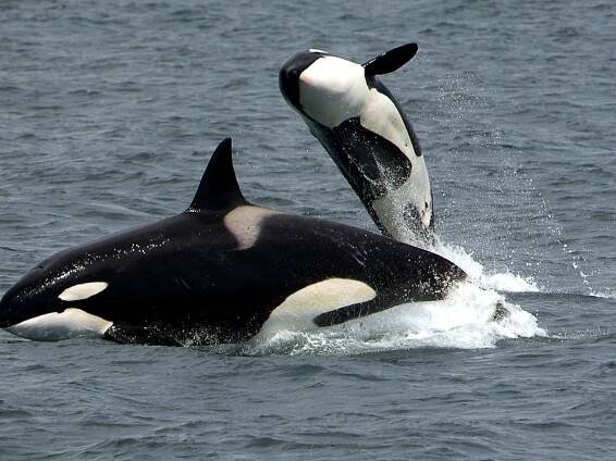 Jessica Radcliffe Orca Incident A Hoax: The Truth Behind Death Video Going Viral