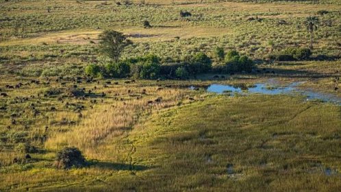 V deltě africké řeky Okavango. Domorodci zde radši potkají lva než „satanovo prase“ - Houpací Osel