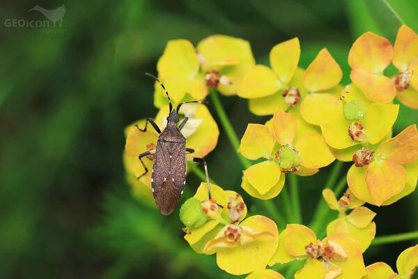 Pryžcovka obecná (Dicranocephalus agilis)