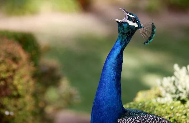 What are Peacocks Afraid Of? 