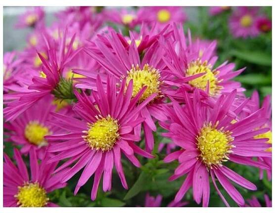 Aster dumosus Island Bahamas 1