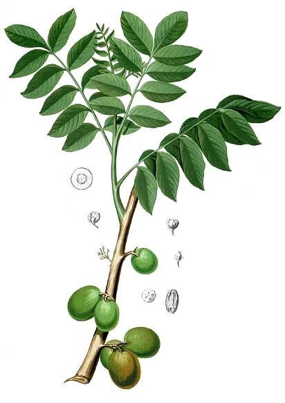Mombín – Wikipedie