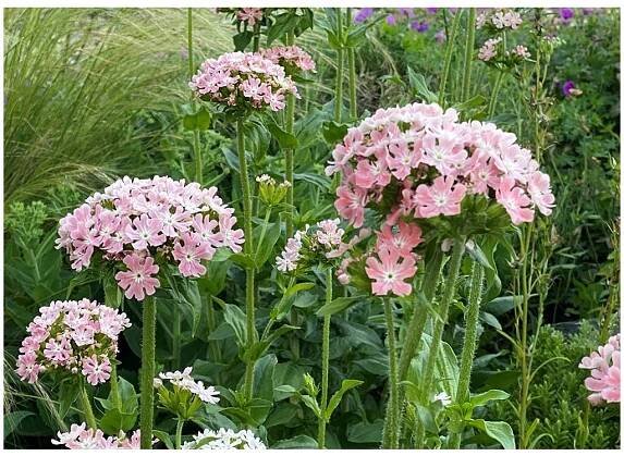 Kohoutek chalcedonský (Lychnis chalcedonica) ́CARNEA ́ - Motyčkov.cz