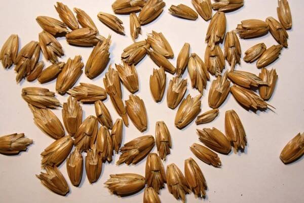 Obrázek - Triticum aestivum subsp. spelta (pšenice setá špalda) | BioLib.cz