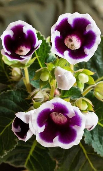 Nepřehlédnutelná kráska jménem gloxínie - Florenium