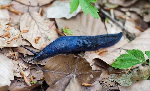 Modranka karpatská (Bielzia coerulans)