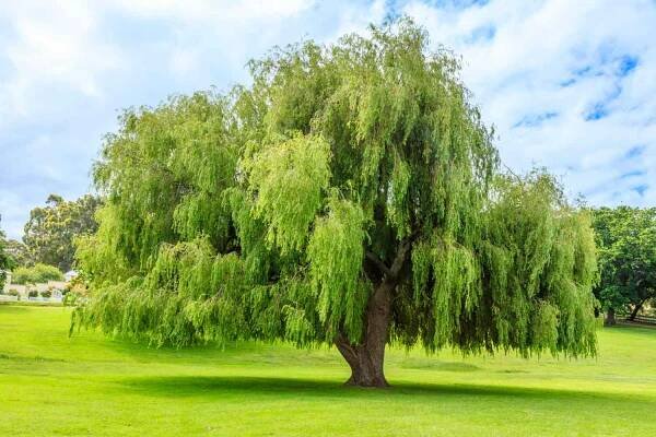 Weeping willow tree.