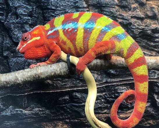 Panther Chameleons for sale