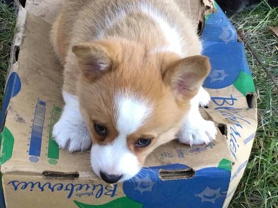 Corgi Puppies in Alberta | Red Don Corgis