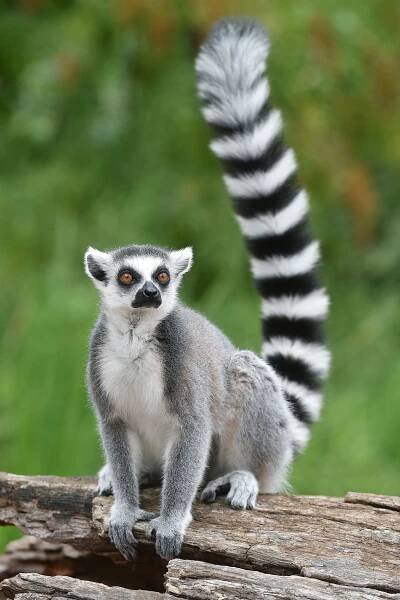 Zábava v pražské zoo: Lemuři obědvali před kamerami TN.CZ!